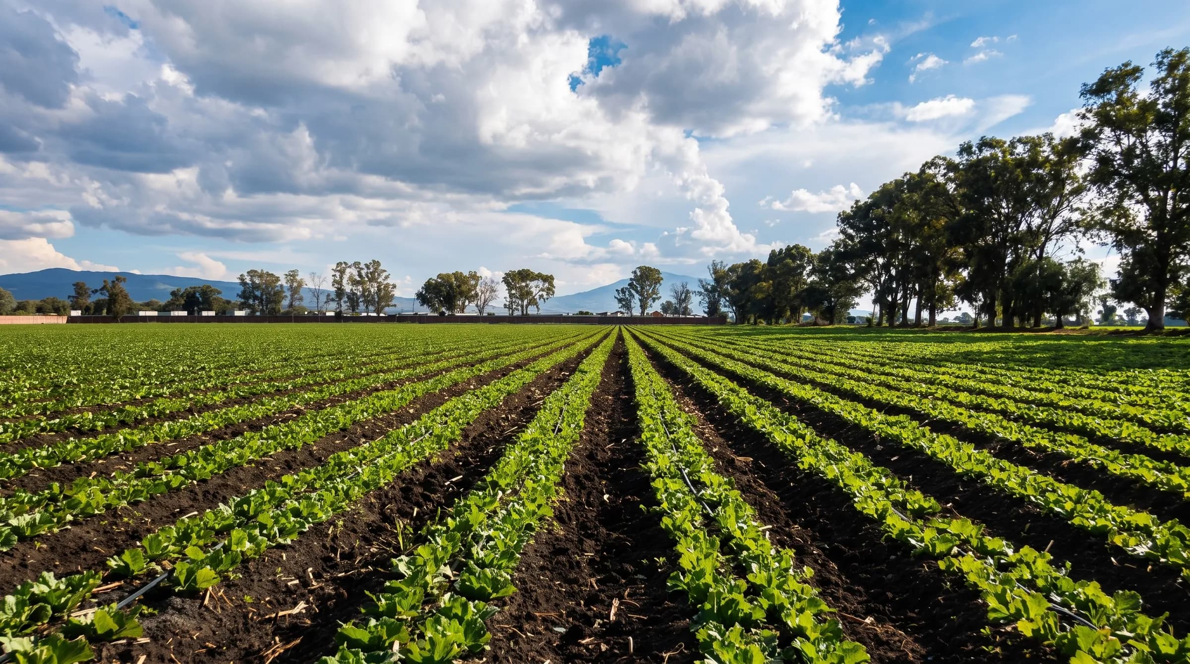 Parcela de campo abierto con el cultivo en surcos