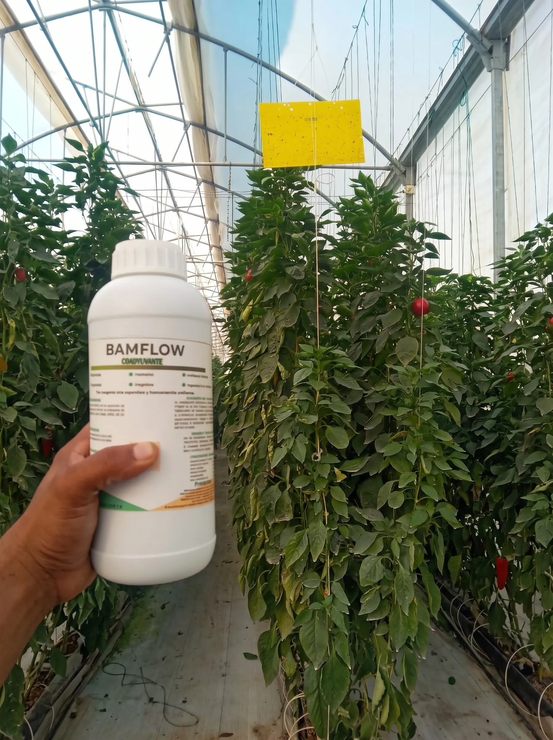 Aplicación de BAM FLOW en cultivo bajo invernadero